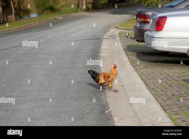 Spelletjesfans ontdekken het populaire Chicken Road gokgeld in Nederland