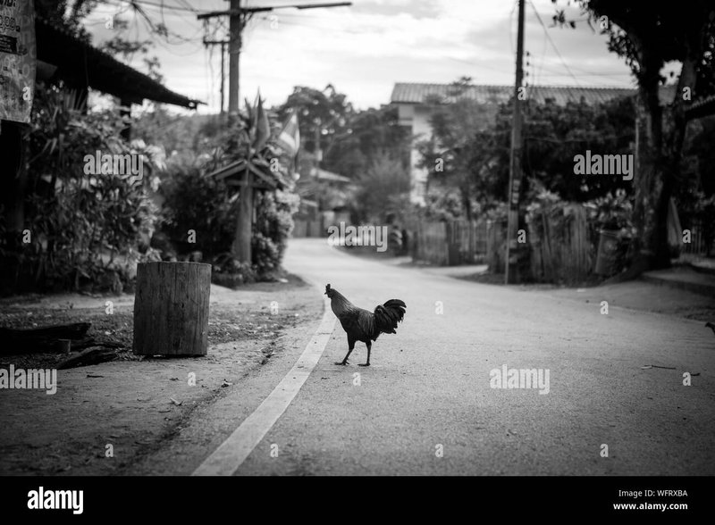 Image: Een Gokkast die Alles Over heeft: Jouw Zoektocht naar Chicken Road begint nu